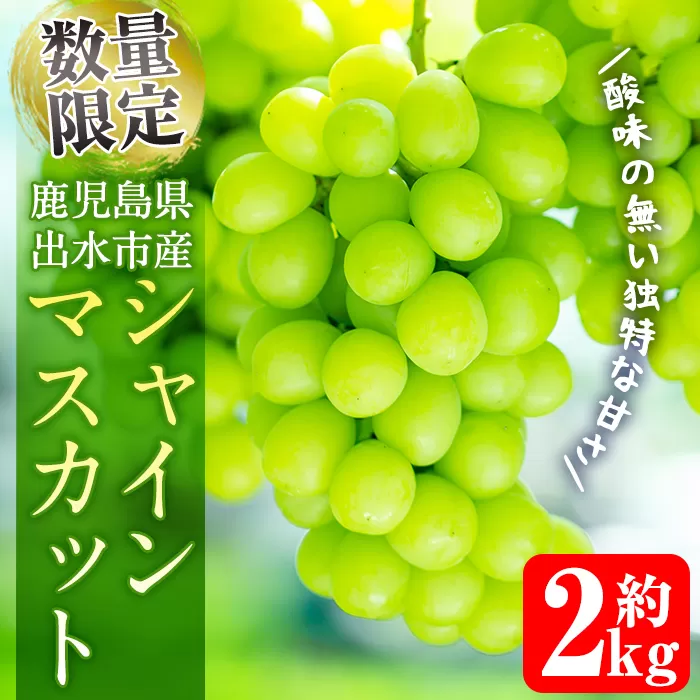i860 ≪数量・期間限定≫シャインマスカット(約2kg) 国産 鹿児島 出水市 ぶどう ブドウ 果物 くだもの フルーツ シャインマスカット 葡萄 旬 種なし 旬 歯ごたえ 冷蔵 【山門ぶどう園】