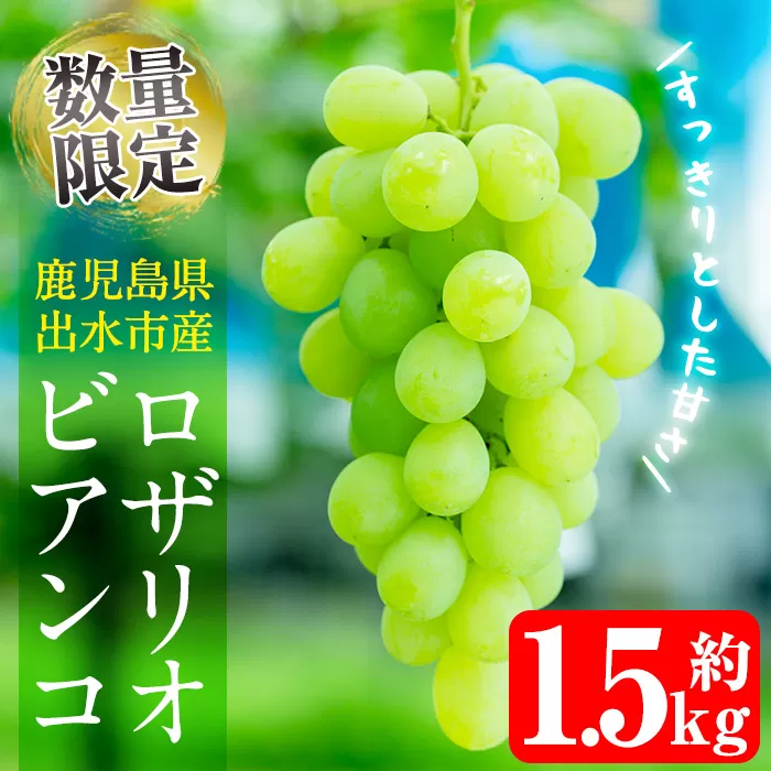 i212 ≪数量・期間限定≫ロザリオビアンコ (計約1.5kg) ぶどう グレープ 果物 くだもの フルーツ 葡萄 高級 高級品種 旬 すっきりした甘さ 冷蔵 【山門ぶどう園】