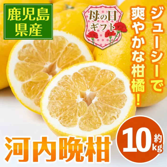 i798-m 【母の日ギフト】河内晩柑 (約10kg) 鹿児島 国産 柑橘 果物 果実 フルーツ 蜜柑 みかん 母の日 プレゼント ギフト 贈答 【江崎果樹園】