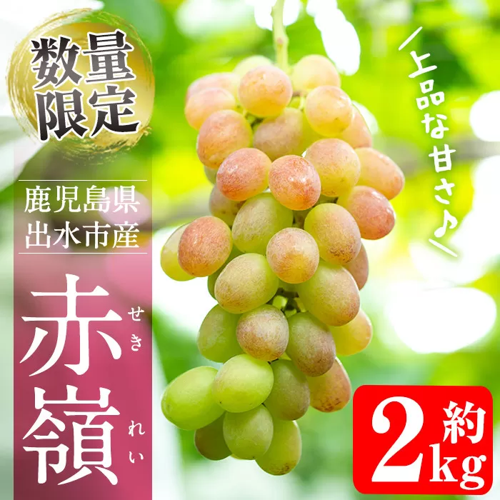 i348 ≪数量・期間限定≫赤嶺(セキレイ) (計約2kg) ぶどう グレープ 果物 くだもの フルーツ 葡萄 旬 糖度 上品な甘さ 歯ごたえ 冷蔵 【山門ぶどう園】