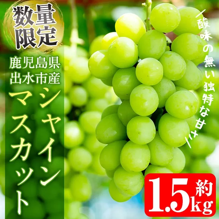 i214 ≪数量・期間限定≫ シャインマスカット (計1.5kg) 国産 鹿児島 出水市 ぶどう ブドウ 果物 くだもの フルーツ シャインマスカット 葡萄 旬 種なし 歯ごたえ 冷蔵 【山門ぶどう園】