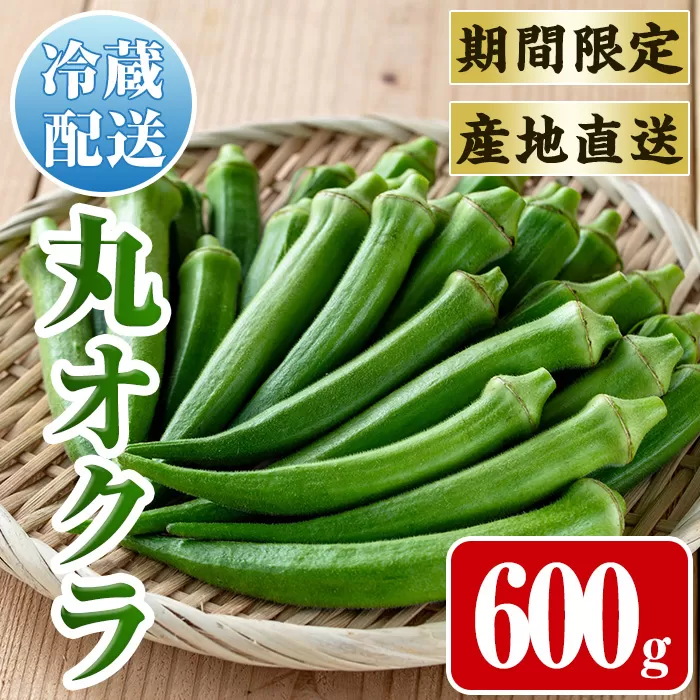 i1215-A ≪先行予約受付中！2026年7月下旬～10月下旬の間に発送予定≫いずみ産 丸オクラ(600g) オクラ 丸オクラ おくら 野菜 夏野菜 サラダ おひたし 天ぷら 炒め物 【イーサイドライン】