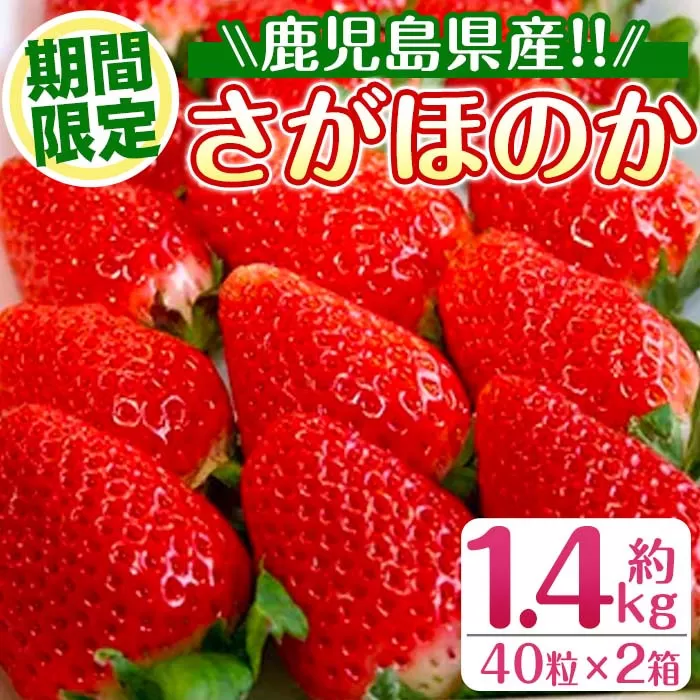 i109 ＜2025年1月中旬以降順次発送予定＞＜ギフト用・数量限定＞ 鹿児島県産イチゴ(計約1.4kg・40粒×2箱)【JA鹿児島いずみ】