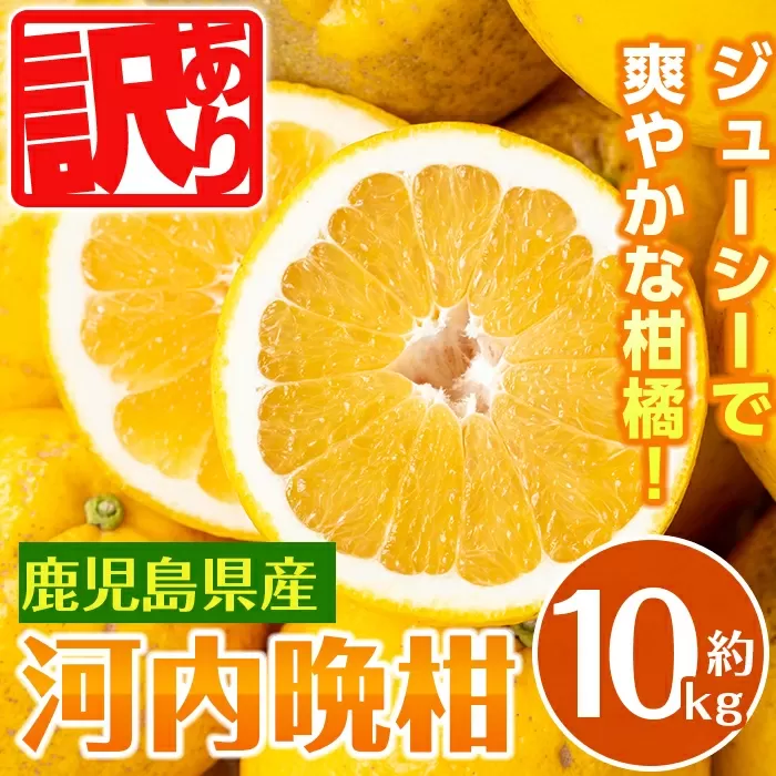 i604 ＜2025年4月下旬～6月上旬の間に発送予定＞＜訳あり＞ 河内晩柑 (約10kg) 鹿児島 国産 柑橘 果物 果実 フルーツ 蜜柑 みかん 訳あり 【江﨑果樹園】