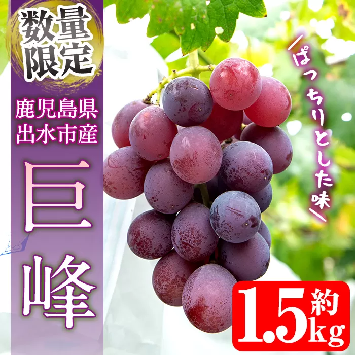 i1168 ≪数量・期間限定≫巨峰 (計約1.5kg)  ぶどう 果物 くだもの 巨峰 葡萄 旬 歯ごたえ 冷蔵 フルーツ 鹿児島県産 出水市 【山門ぶどう園】
