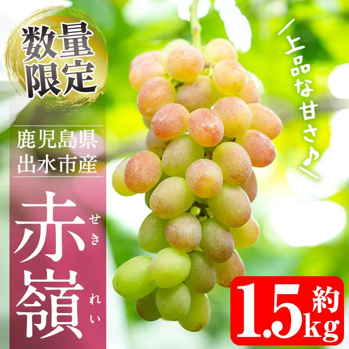 i213 ≪数量・期間限定≫赤嶺(セキレイ) (計約1.5kg) ぶどう グレープ 果物 くだもの フルーツ 葡萄 旬 糖度 上品な甘さ 歯ごたえ 冷蔵 【山門ぶどう園】