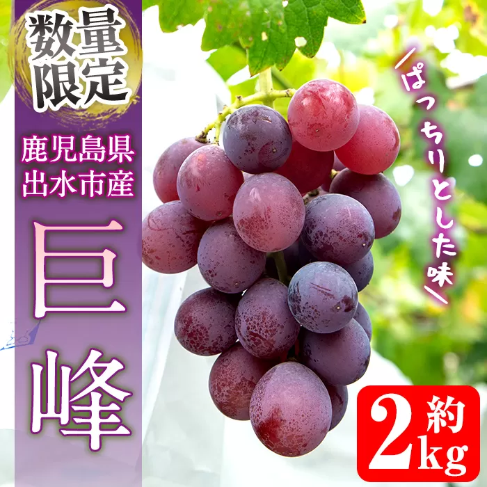 i855 ≪数量・期間限定≫巨峰(計2kg) ぶどう 果物 くだもの 巨峰 葡萄 旬 歯ごたえ 冷蔵 フルーツ 鹿児島県産 出水市【山門ぶどう園】