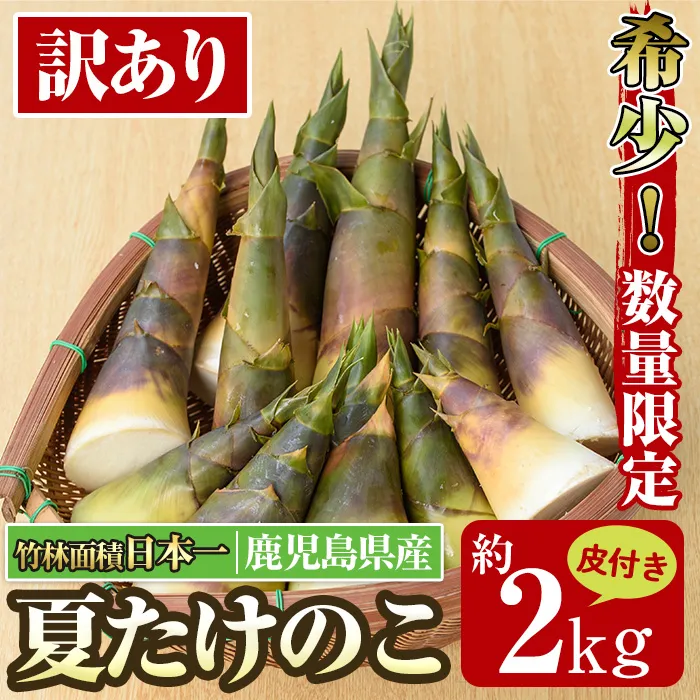 i342 ≪先行予約受付中!2026年8月上旬~10月中旬の間に発送予定≫【訳あり】鹿児島県出水市産!希少高級食材夏たけのこ<皮付き約2kg> たけのこ 筍 タケノコ 夏たけのこ 夏 国産 旬 皮付き 数量限定 希少 高級 野菜 新鮮 採りたて 煮物 【シンタク】