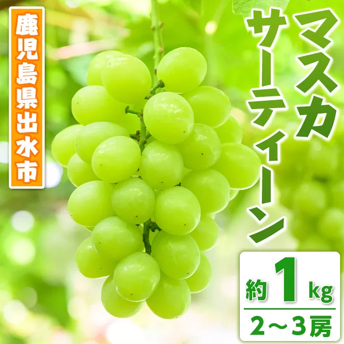 i972 《期間限定》マスカサーティーン(約1kg・2〜3房)【眞鍋果樹園】