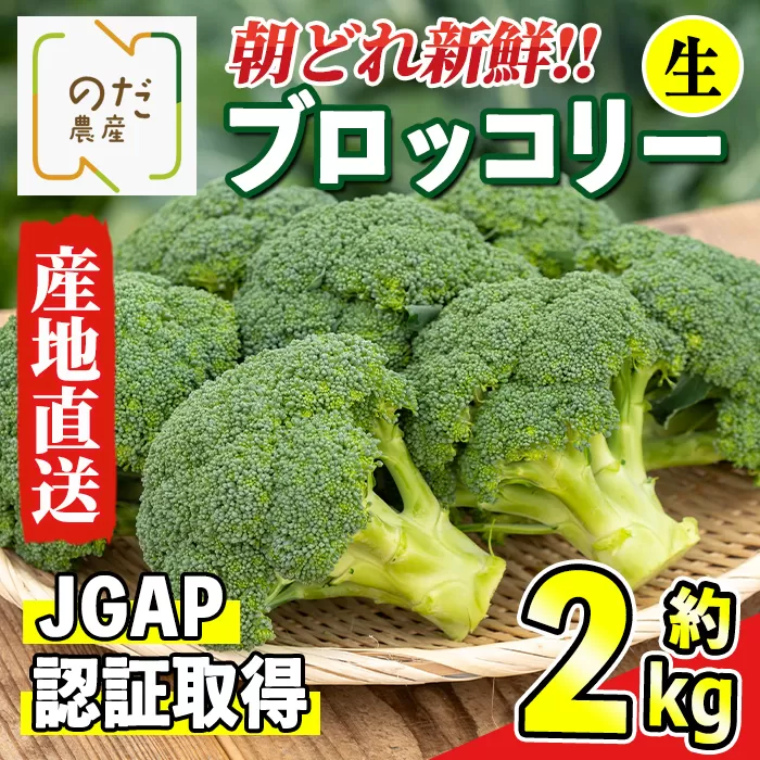 i994 ≪先行予約受付中！2025年12月上旬～4月下旬の間に発送予定≫ ブロッコリー 約2kg (M～L玉) 鹿児島 出水 国産 生 野菜 ブロッコリー 朝どれ 新鮮 産地直送 JGAP認証 安心安全 【のだ農産】