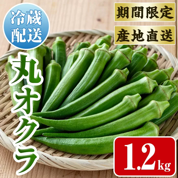 i1215-B ≪先行予約受付中！2026年7月下旬～10月下旬の間に発送予定≫いずみ産 丸オクラ(1.2kg) オクラ 丸オクラ おくら 野菜 夏野菜 サラダ おひたし 天ぷら 炒め物 【イーサイドライン】