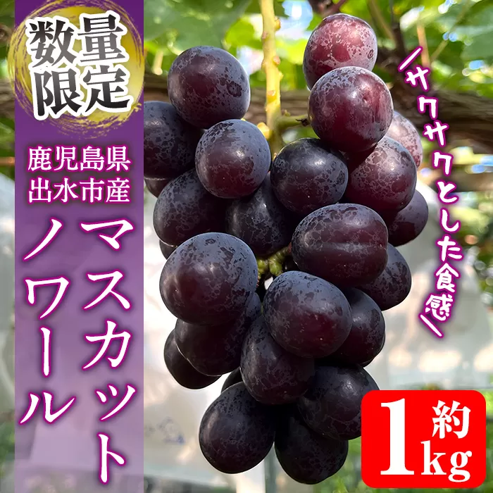 i1116-A ≪数量・期間限定≫ マスカットノワール (計約1kg) 国産 鹿児島 出水市 ぶどう ブドウ 果物 くだもの フルーツ マスカットノワール マスカット 葡萄 旬 種なし 旬 歯ごたえ 冷蔵 【山門ぶどう園】