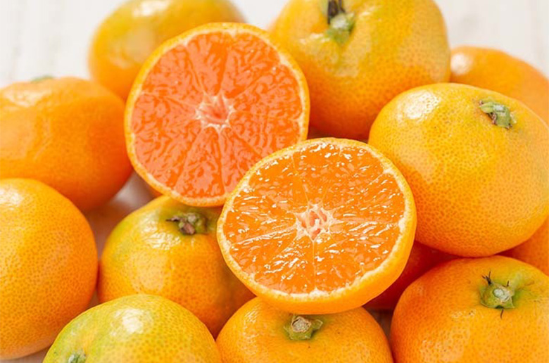 出水の柑橘類