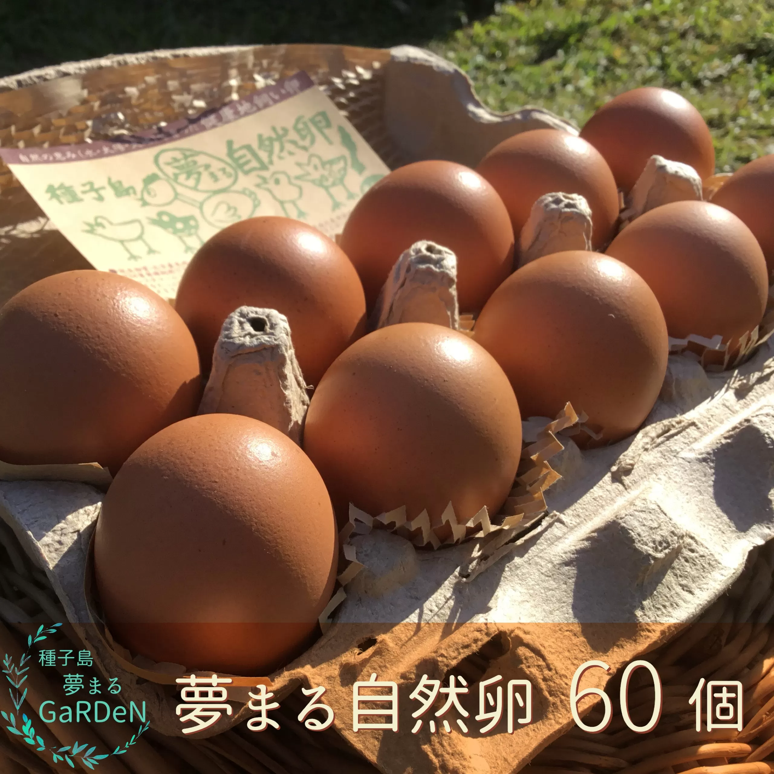 種子島 平飼い 産み立て たまご 夢まるガーデン 鶏卵 ×60個　NFN369【500pt】