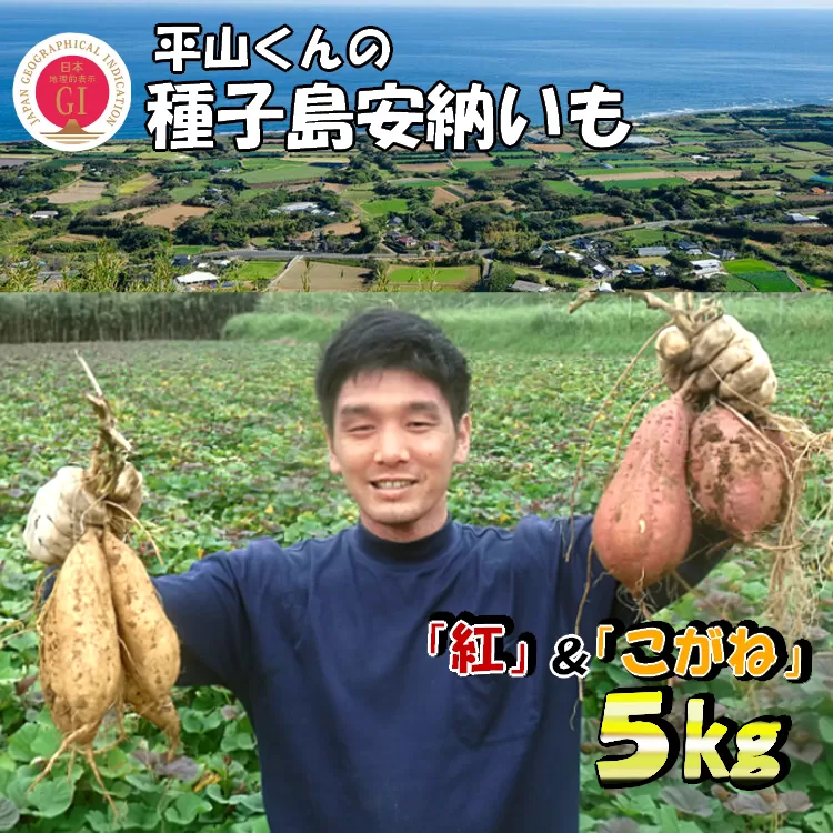 【先行予約 11月～】種子島 安納いも 平山農園「 紅 & こがね 」紅白セット(Mサイズ) 5kg　NFN453【400pt】