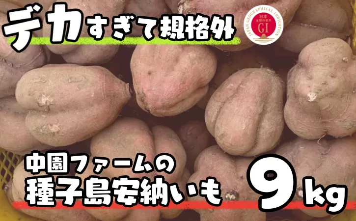 数量限定 中園ファーム 種子島 安納いも 規格外 特大サイズ 9kg　NFN476【350pt】 // 安納芋 安納いも発祥の地 本場・ 安納 産 蜜いも 熟成 糖度 G.I ブランド 金賞 生いも 芋 いも さつまいも