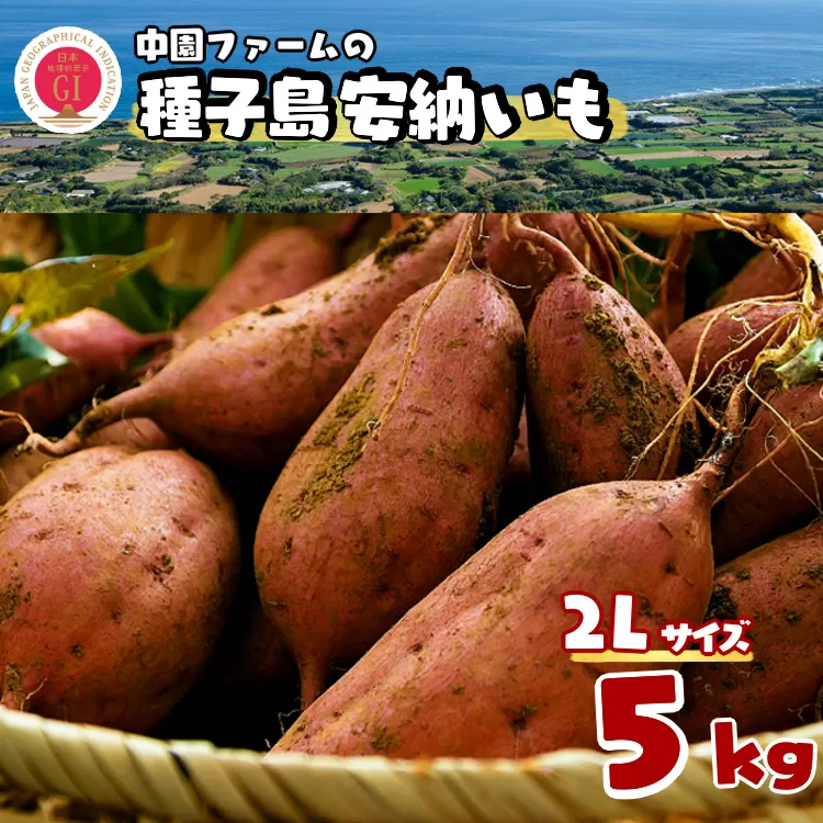 種子島 中園ファーム 安納いも ( 生芋 ) 2L ジャンボ サイズ 5kg　NFN458【300pt】