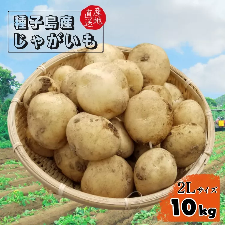 2025年 収穫 種子島 中園ファーム 新 じゃがいも 2Lサイズ 10kg　NFN084【375pt】