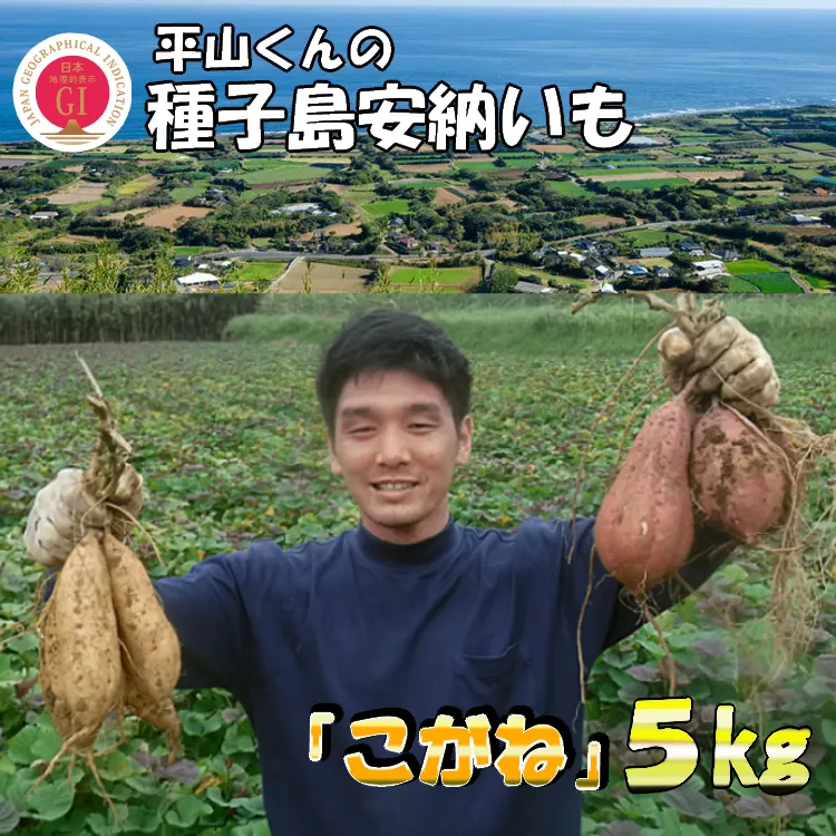 【先行予約 11月～】種子島 安納いも 平山農園「 こがね 」 (Mサイズ) 5kg　NFN452【350pt】
