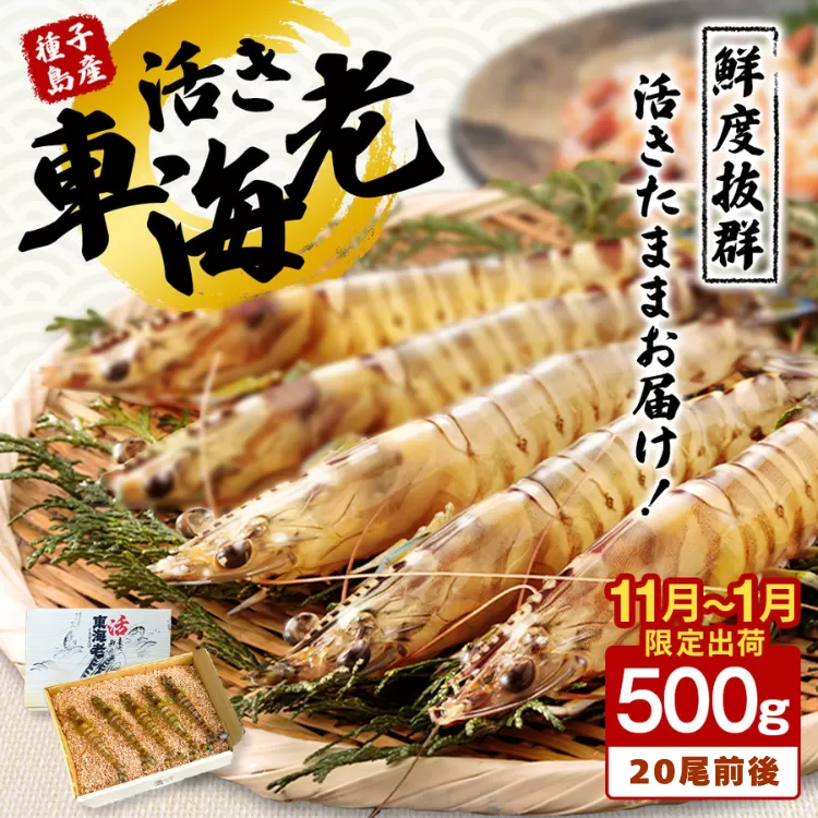 < 季節限定 > 種子島 産 活 車えび ( 活き 車海老 ) 500g 配送日指定　NFN086【600pt】
