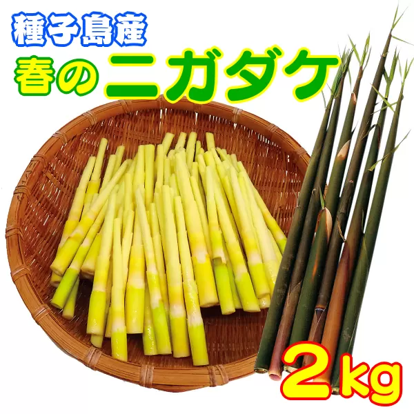  種子島 産 ニガダケ 2kg　NFN029【375pt】