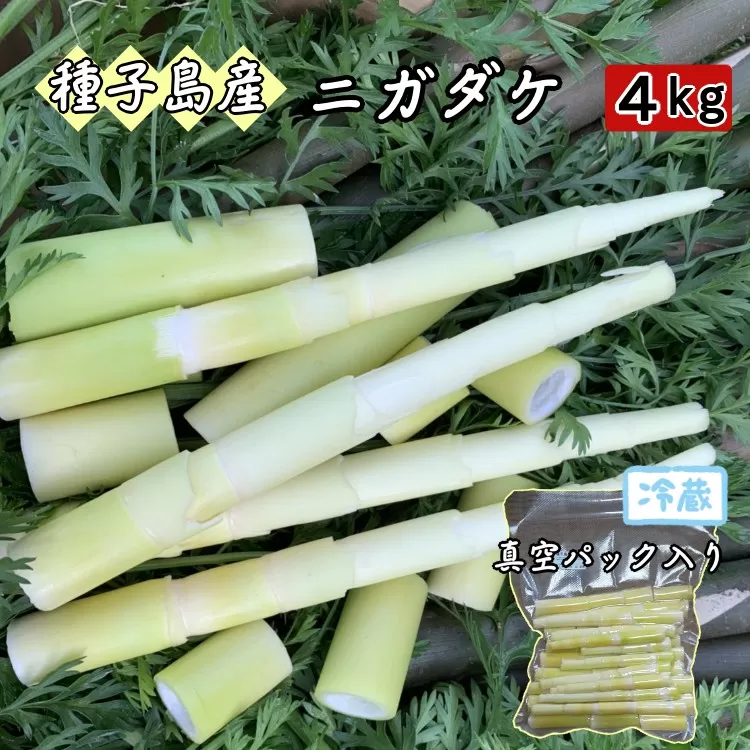  種子島 こむぎ屋工房 希少 な 種子島産 苦竹 （ ニガダケ ） 真空パック ４キロ　NFN586【850pt】