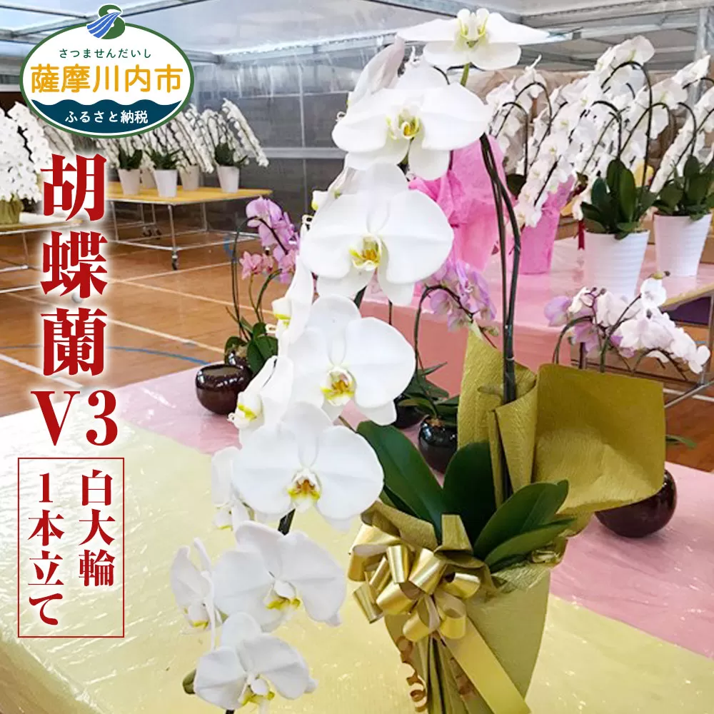 AS-129-2 胡蝶蘭V3 白大輪 1本立て 8〜10輪 ラッピング付(レッド)