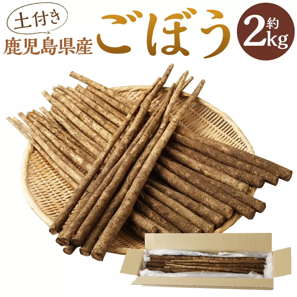 ZS-714 鹿児島県産 土付きごぼう 約2kg【2026年1月上旬～3月下旬発送予定】
