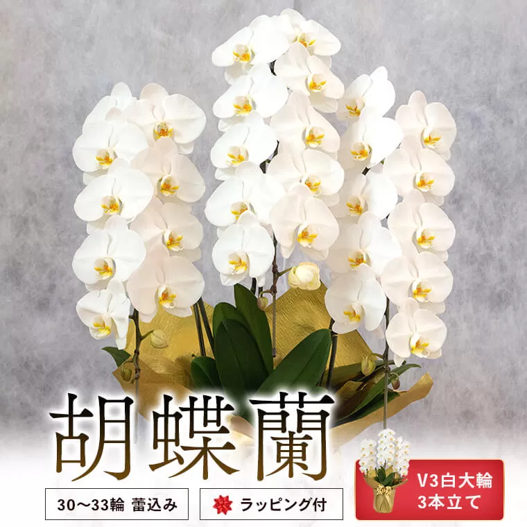 BS-814-1 胡蝶蘭 V3白大輪3本立て 30~33輪 蕾込み ラッピング付(ゴールド)