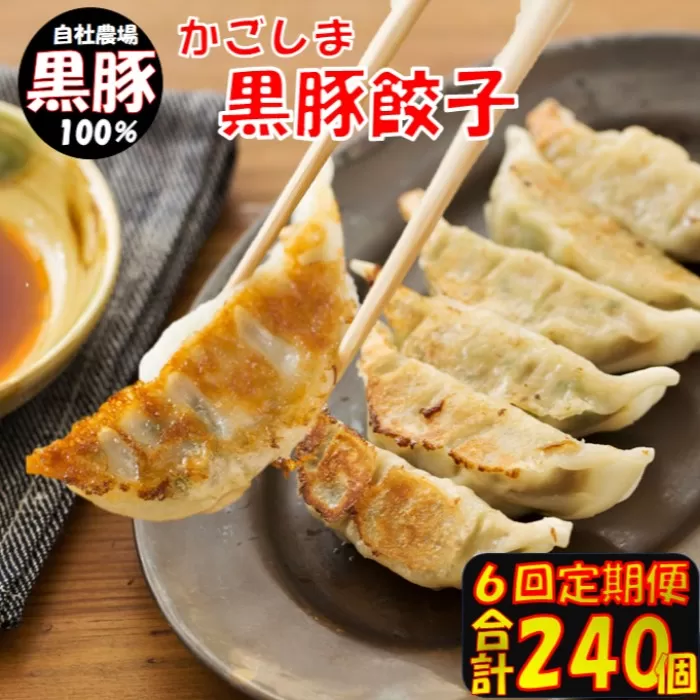 ES-503 【6回定期便】かごしま黒豚餃子 合計240個 ぎょうざ ギョーザ 薩摩八重ファーム 工房みかく亭