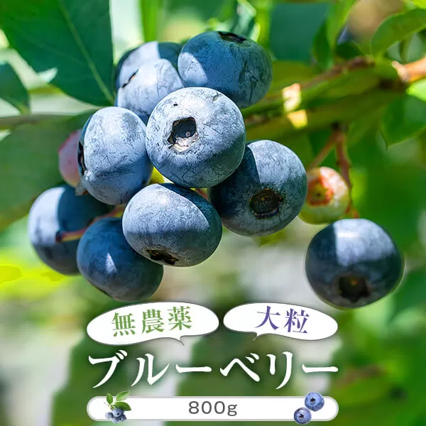 AS-405 【数量限定】冷凍ブルーベリー 800g（100g×8） (B-20)