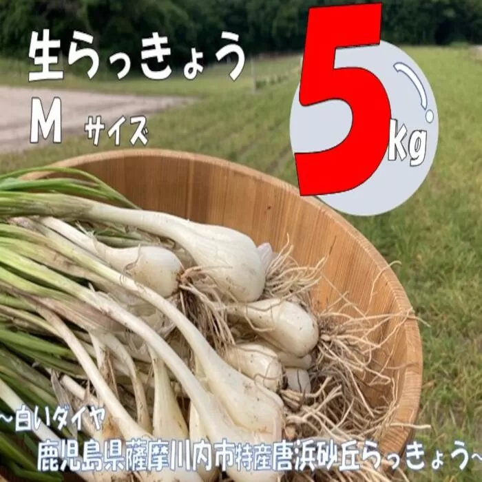 AS-919 【先行予約】唐浜砂丘らっきょう（生） Mサイズ 5kg 唐浜 砂丘 らっきょう