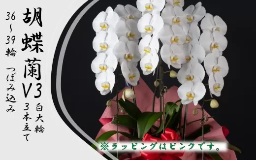胡蝶蘭 V3白大輪3本立て 36~39輪 つぼみ込み ラッピング""緑""