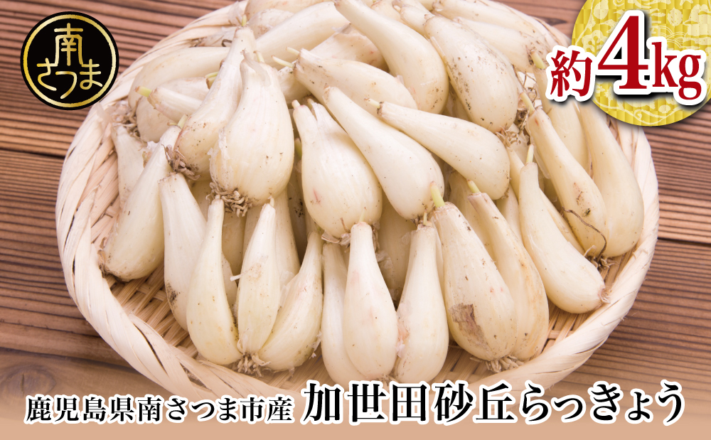 鹿児島県産 土付きらっきょう 約7キロ とろし