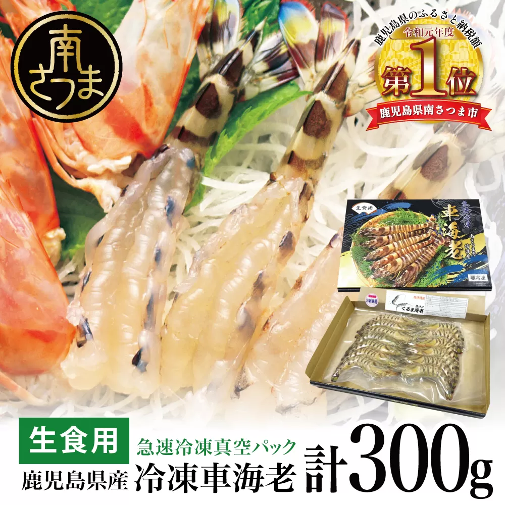 【鹿児島県産】活〆 冷凍車海老 300g 車エビ 車えび くるまえび 海老 刺身 刺身用 冷凍 南さつま市