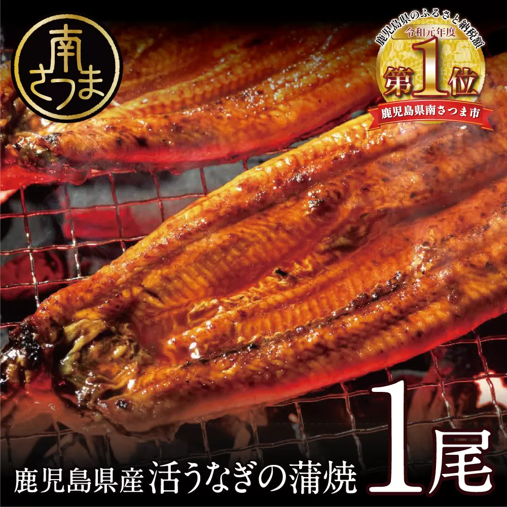 【鹿児島県産】活うなぎの蒲焼1尾 鰻 ウナギ 丑の日 グルメ うな重 うな丼 蒲焼 かば焼き お取り寄せ 南さつま市