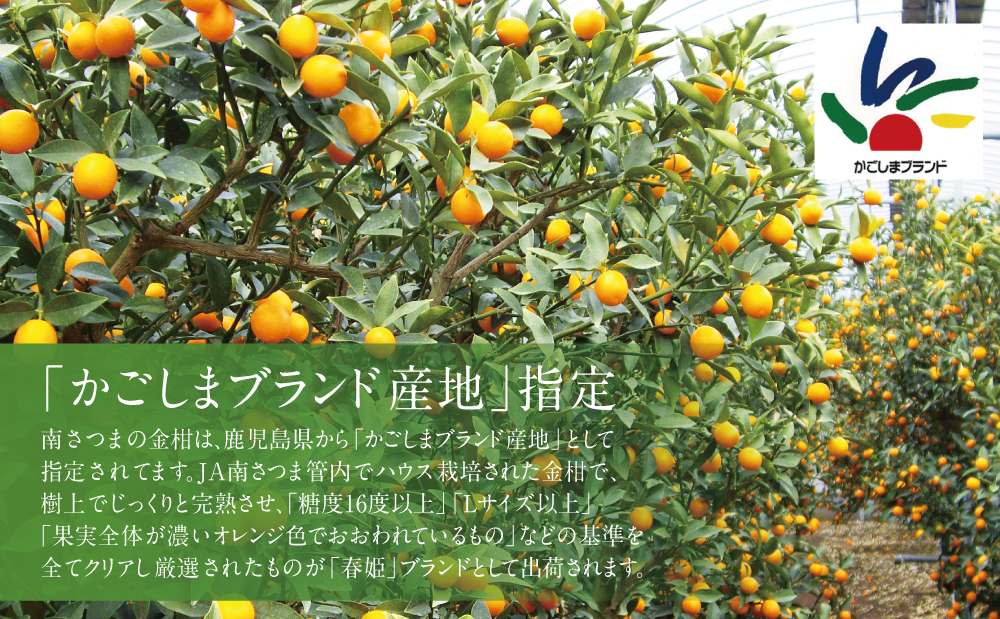 2025年2月初旬発送開始】鹿児島県産ブランドきんかん「春姫」 約 2025年2月初旬発送開始】鹿児島県産ブランドきんかん「春姫」 約