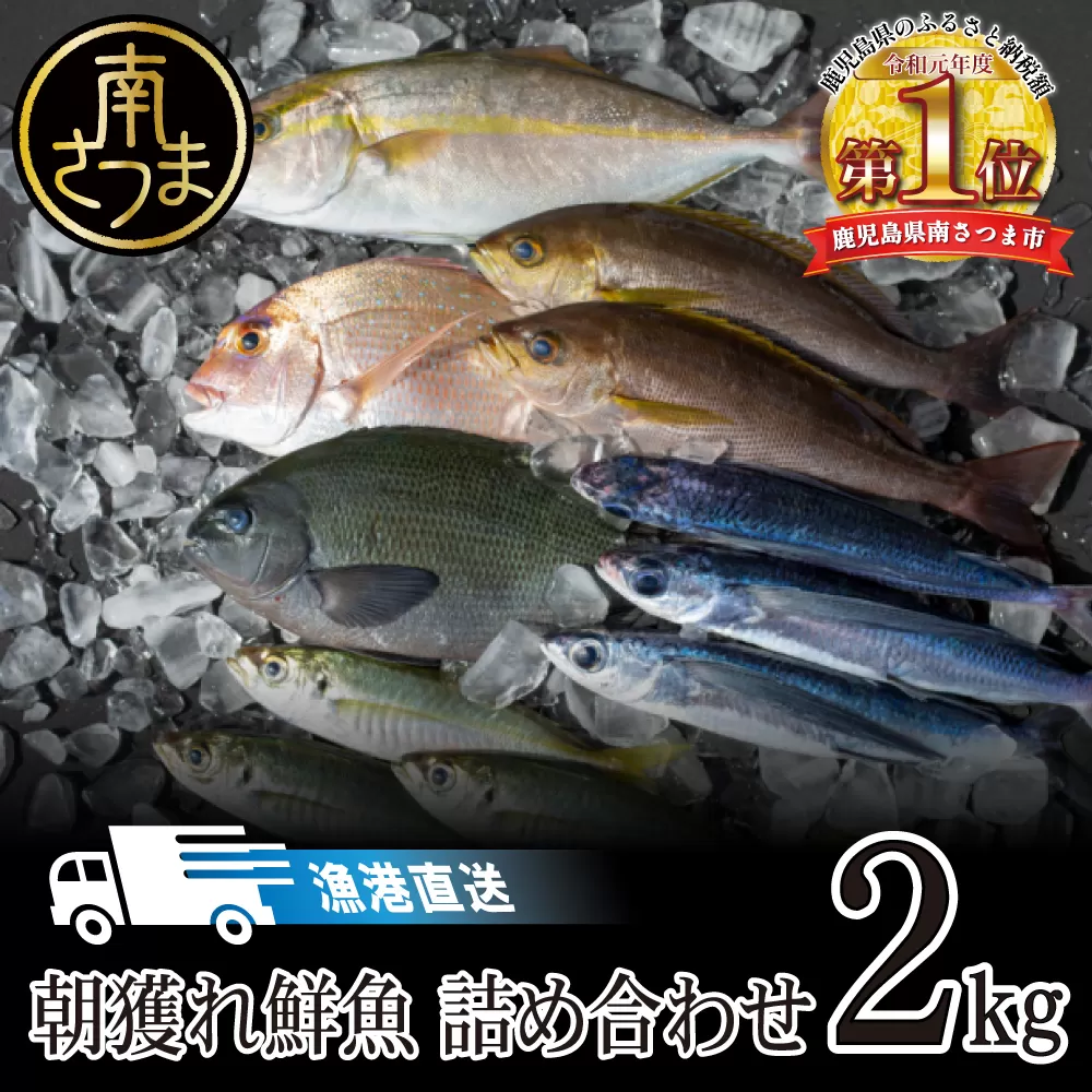 【漁港直送】朝獲れ鮮魚 詰め合わせ 2kg 南さつま市