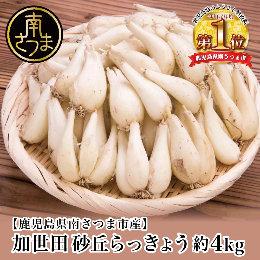 鹿児島県産 土付きらっきょう 約15キロ b （野菜類,お菓子