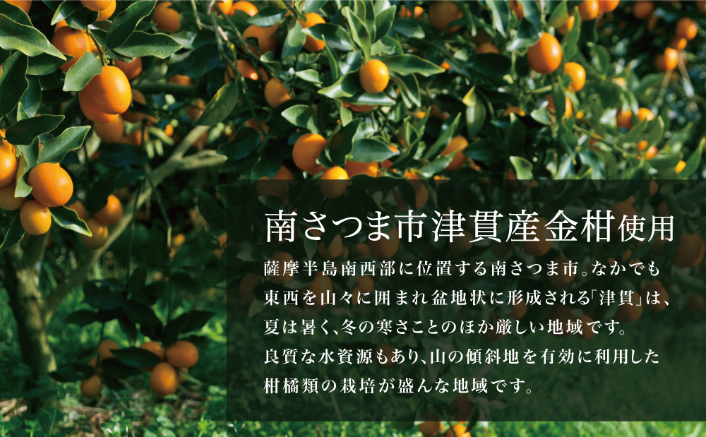 本坊酒造】金柑リキュール TSUNUKI KUMQUAT(ツヌキ 本坊酒造】金柑リキュール TSUNUKI KUMQUAT(ツヌキ