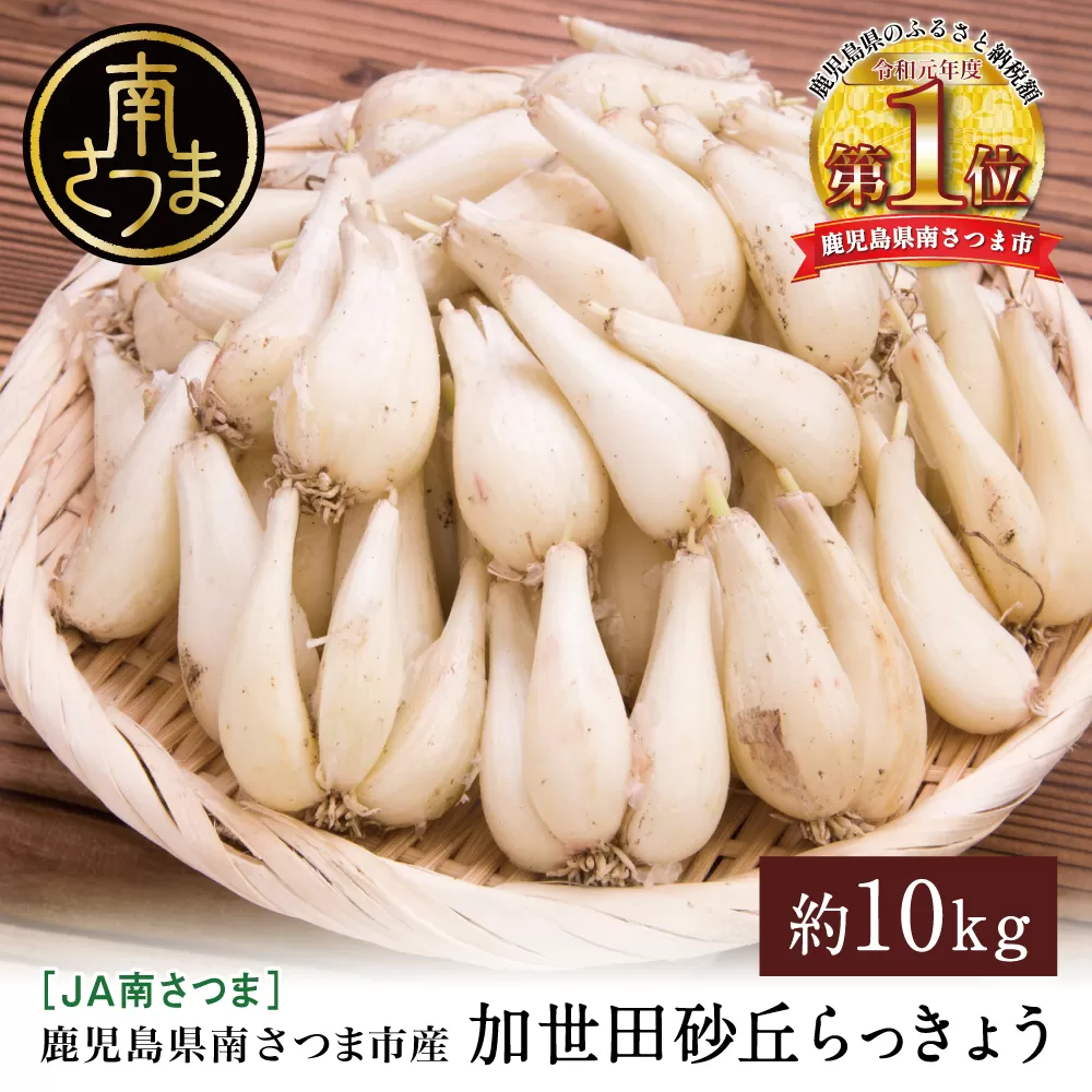 ◆5月中旬発送開始◆【鹿児島県南さつま市産】加世田砂丘らっきょう 約10kg ラッキョウ サラダ 天ぷら かき揚げ 酢味噌 特産品 野菜 旬 期間限定 JA 南さつま市
