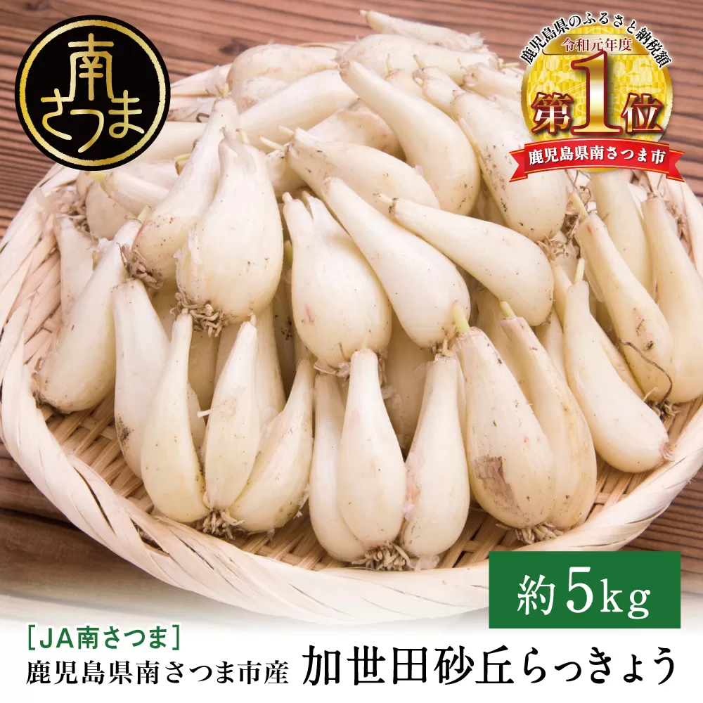 ◆5月中旬発送開始◆【鹿児島県南さつま市産】加世田砂丘らっきょう 約5kg ラッキョウ サラダ 天ぷら かき揚げ 酢味噌 特産品 野菜 旬 期間限定 JA 南さつま市