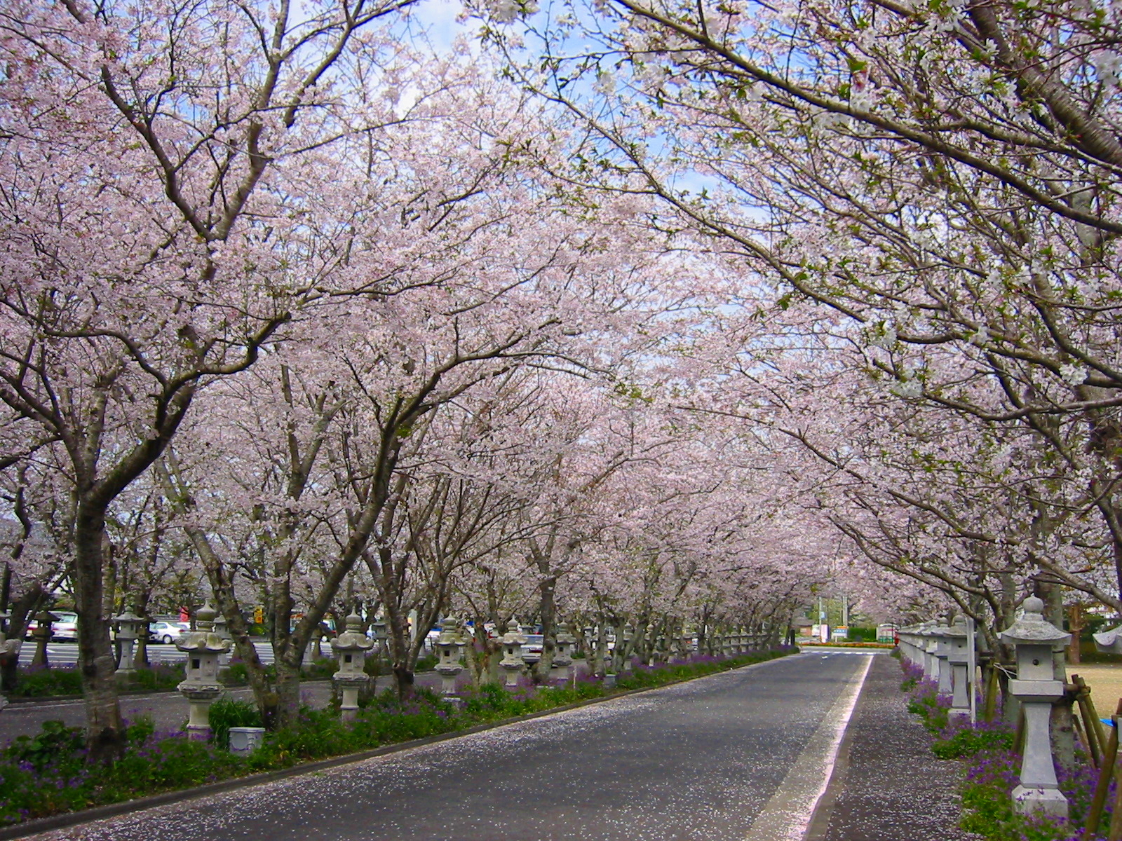 知覧平和公園の桜