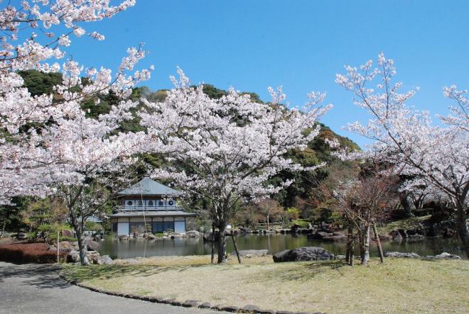 清水岩屋公園の桜