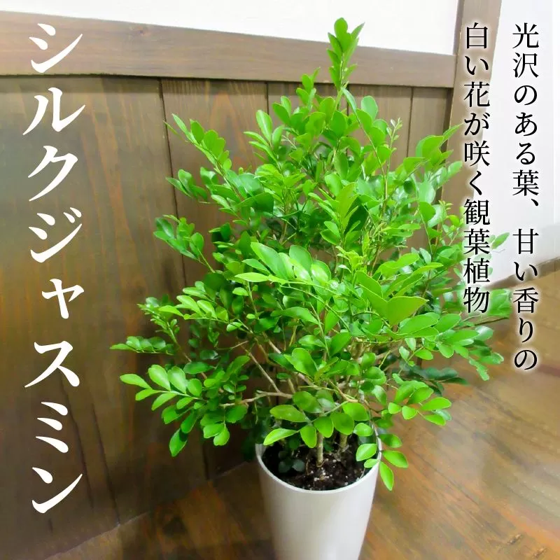066-04 観葉植物 シルクジャスミン1鉢