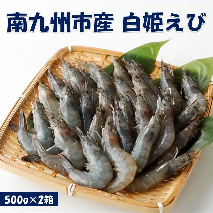 094-01 「白姫えび」500g×2箱（南九州市）