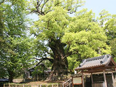 日本一の巨樹