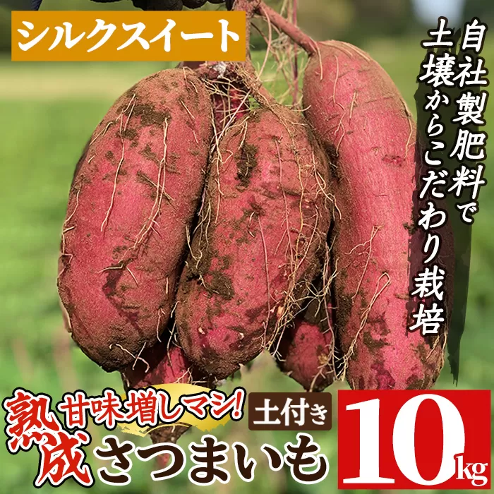 a845-B 鹿児島県産さつまいもシルクスイート土付き10kg(生芋)【コウエイ環境】姶良市 鹿児島県産 さつまいも サツマイモ 熟成芋 さつま芋 シルクスイート 10kg 生芋