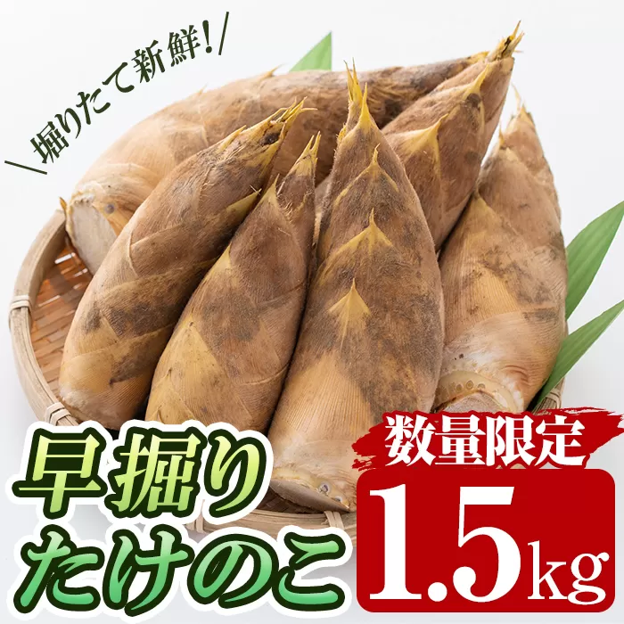 a806 ＜期間限定！2024年12月下旬～2025年2月末の間に発送予定＞数量限定！早堀り筍(正味約1.5kg)【夢竺山株式会社】国産 早堀り たけのこ タケノコ 筍 竹の子