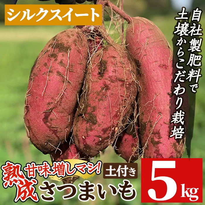 a845-A 鹿児島県産さつまいもシルクスイート土付き5kg(生芋)【コウエイ環境】姶良市 鹿児島県産 さつまいも サツマイモ 熟成芋 さつま芋 シルクスイート 5kg 生芋